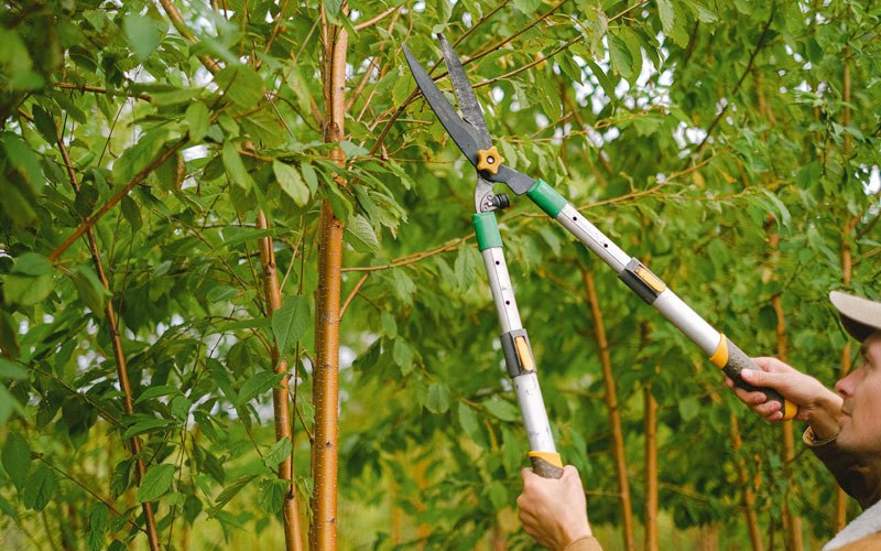 Tree trimming in Ricetown, KY